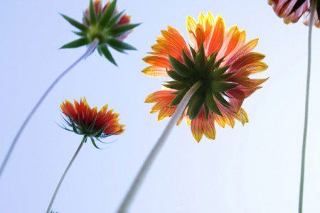 The Daisy Follows Soft the Sun by Emily Dickinson