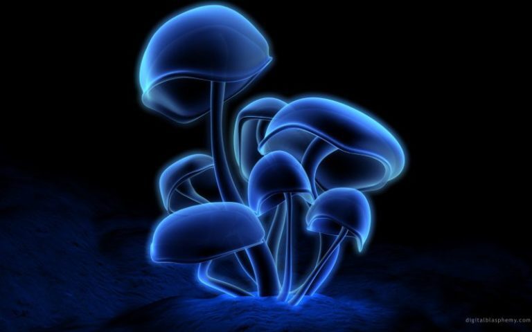 Mushrooms by Sylvia Plath