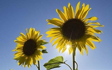 Ah! Sunflower by William Blake