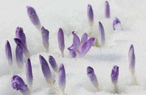 signs-of-spring-1 by Stephanie Pilick/Corbus