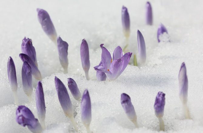 signs-of-spring-1 by Stephanie Pilick/Corbus