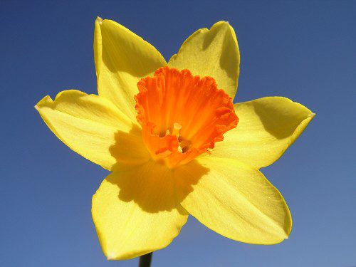 Daffodil - Narcissus Flower